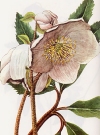 Black hellebore